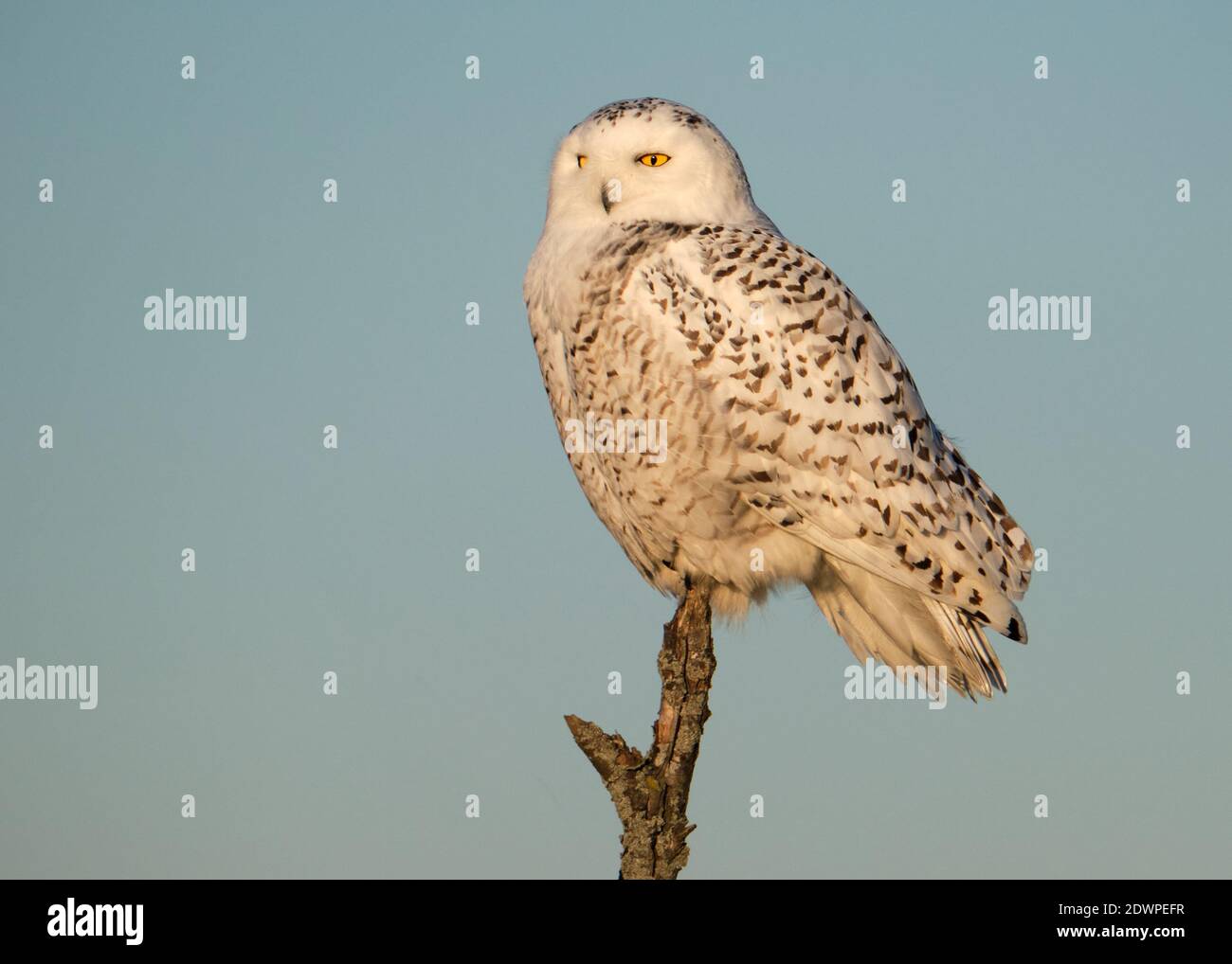 Une hibou des neiges femelle, Bubo scandiacus, perchée sur une seule branche contre le ciel bleu, en regardant l'horizon, le regard de voie latérale. Banque D'Images