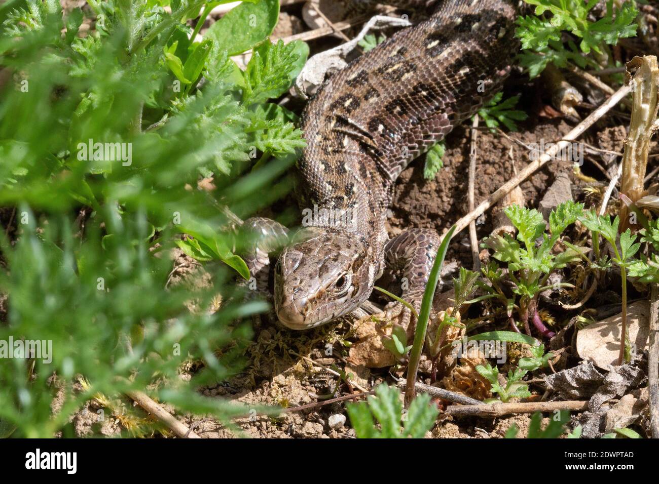Zauneidechse, Lacerta agilis Banque D'Images