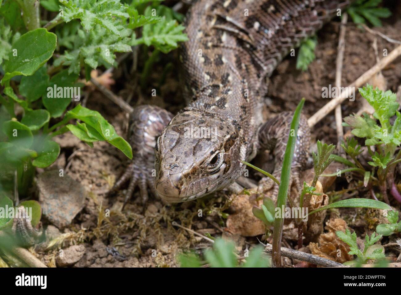 Zauneidechse, Lacerta agilis Banque D'Images