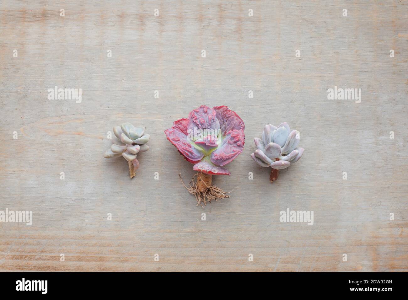 Arrière-plan en bois vintage avec couleur pastel succulent echeveria composition de plantes Banque D'Images