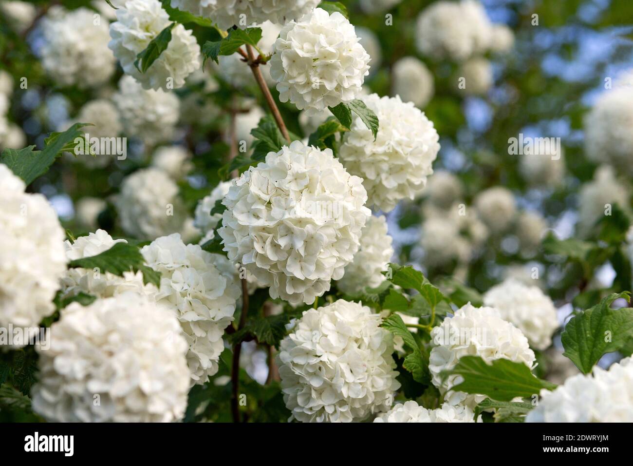 Blühender Schneeball, Viburnum opulus Banque D'Images