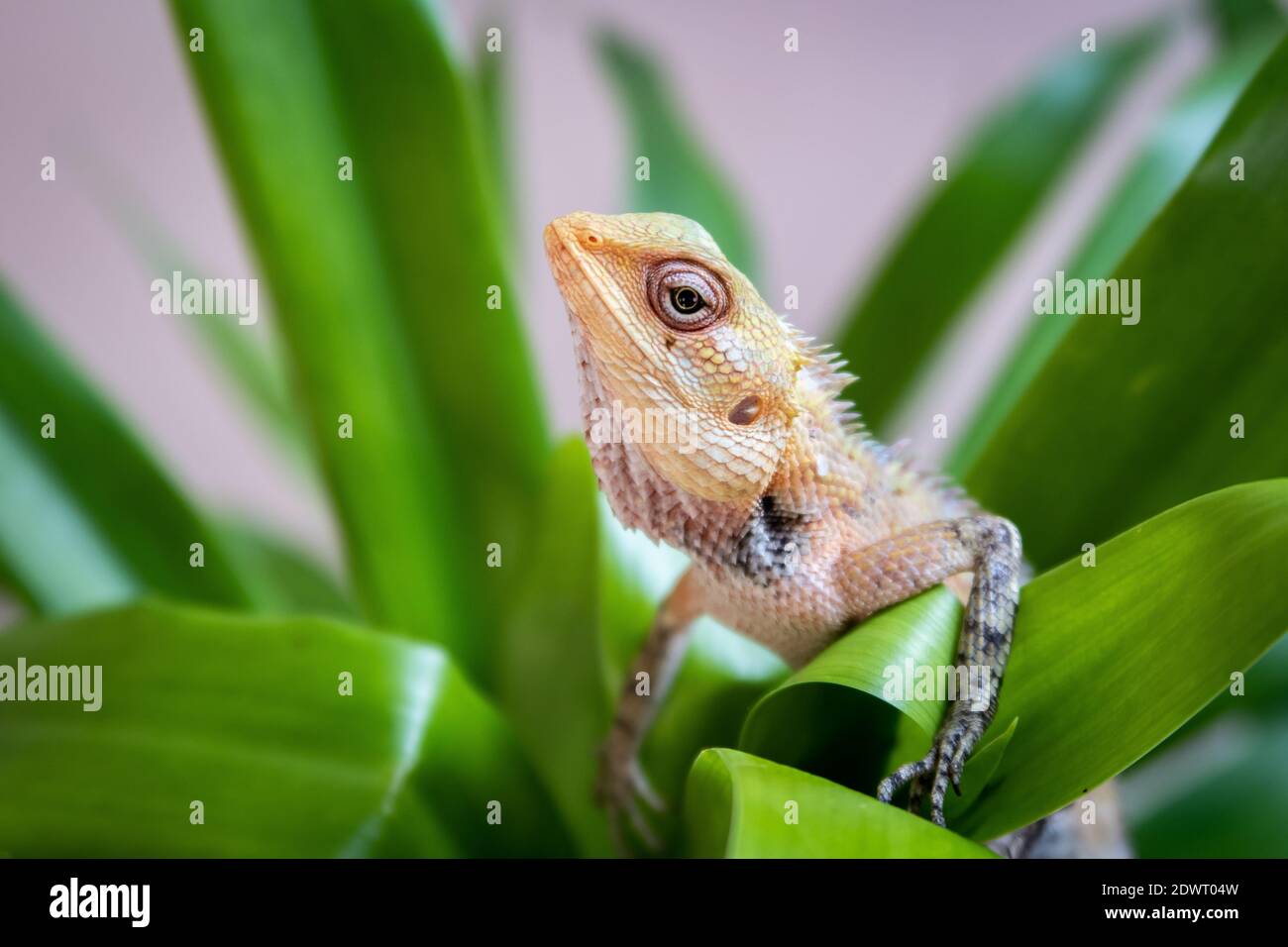 Le lézard de jardin oriental, le lézard de jardin oriental, le suceur de sang ou le lézard changeable (calotes versicolor) assis parmi les feuilles tropicales vert vif Banque D'Images
