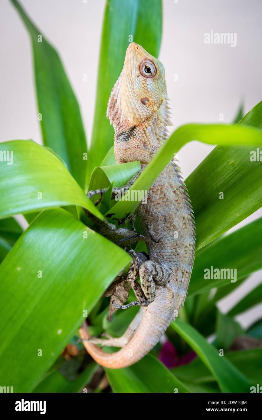 Le lézard de jardin oriental, le lézard de jardin oriental, le suceur de sang ou le lézard changeable (calotes versicolor) assis parmi les feuilles tropicales vert vif Banque D'Images