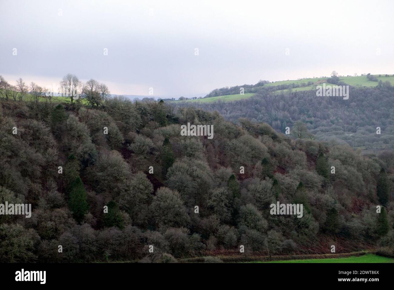 Forêt de feuillus indigènes sur un paysage de flanc de colline près de Llanwrda Direction Llansadwrn à Carmarthenshire Dyfed West Wales UK KATHY DEWITT Banque D'Images