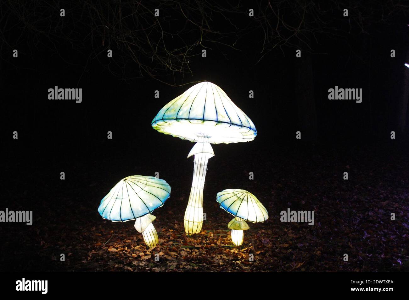 Des champignons illuminés éclairent les lanternes au festival Lightopia 2020 à Heaton Park, Manchester Banque D'Images