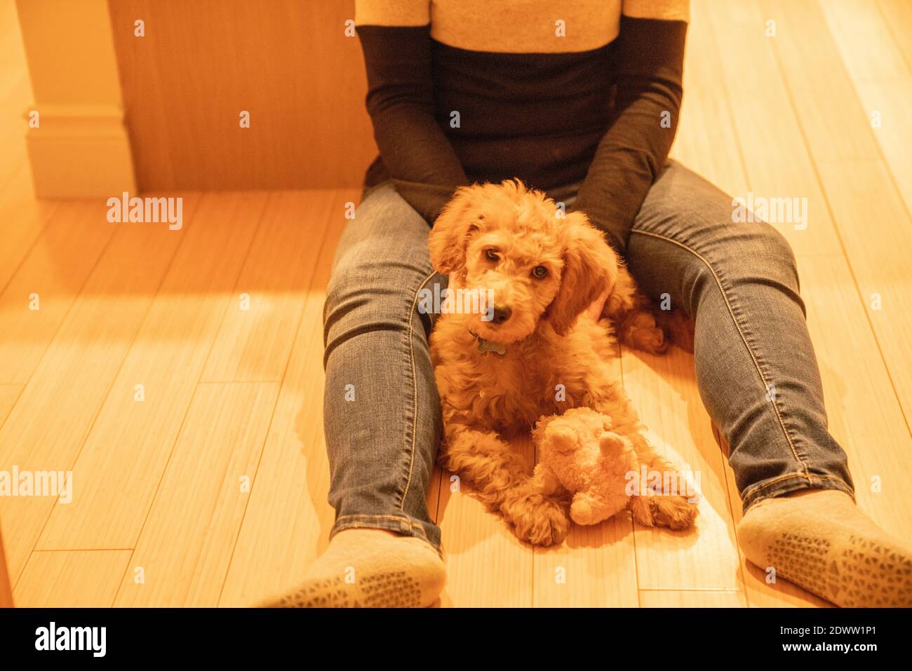 Chiot Golden-Doodle de 12 semaines Banque D'Images