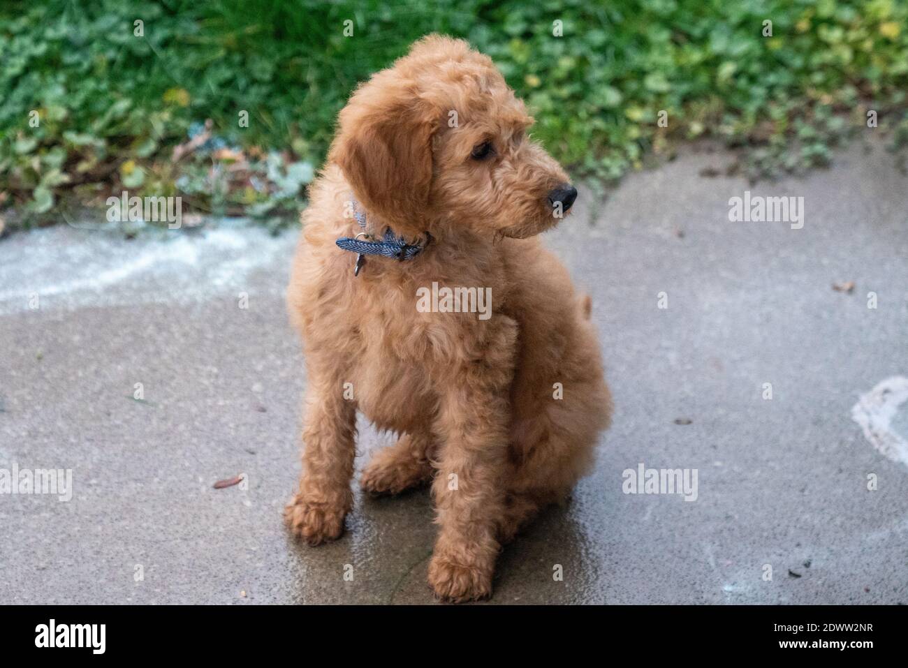 Chiot Golden-Doodle de 12 semaines Banque D'Images
