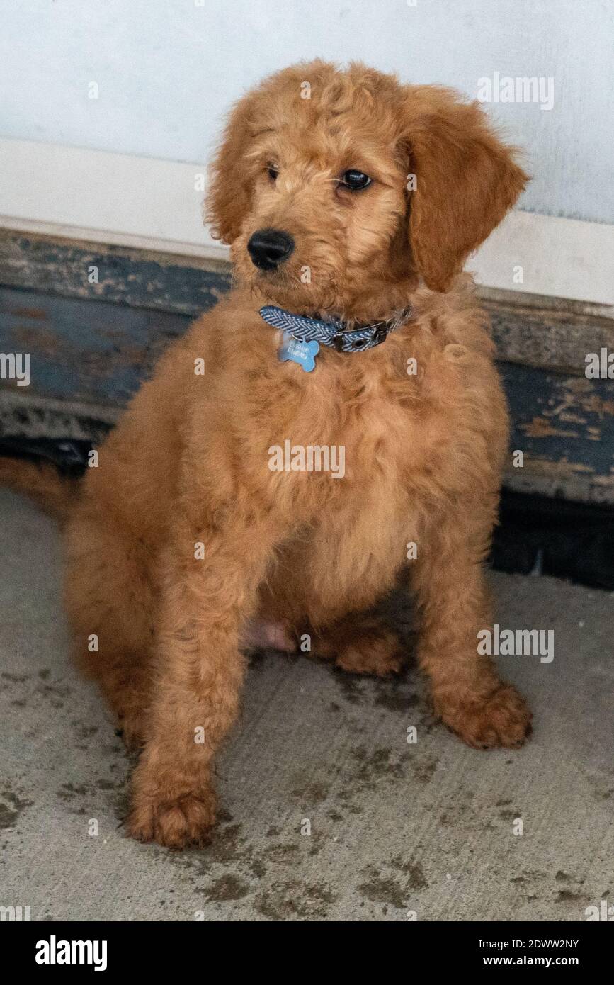 Chiot Golden-Doodle de 12 semaines avec empreintes de boue Banque D'Images