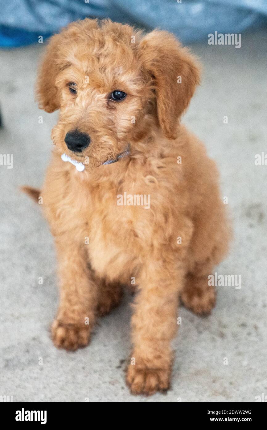 Chiot Golden-Doodle de 12 semaines Banque D'Images