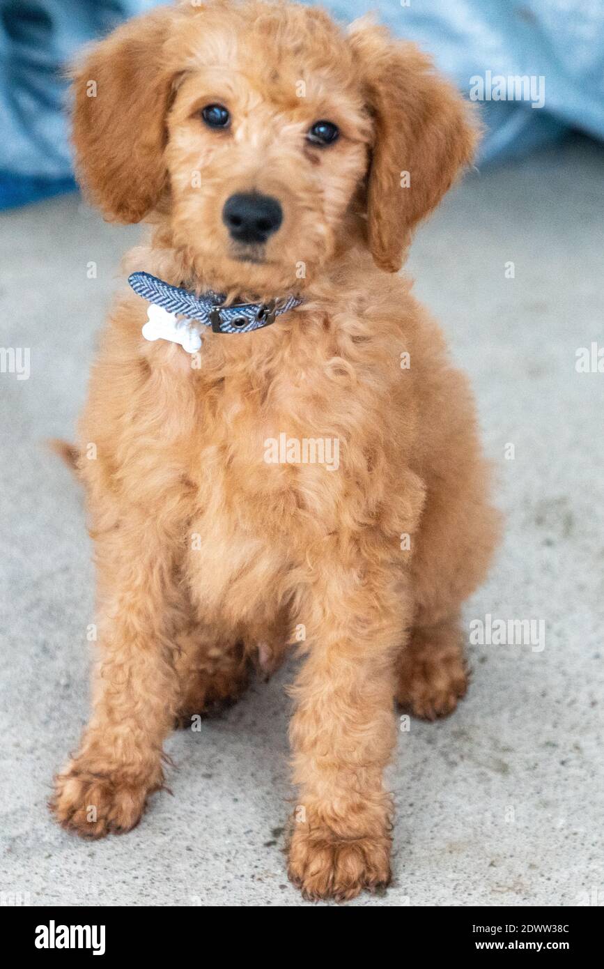 Chiot Golden-Doodle de 12 semaines assis Banque D'Images