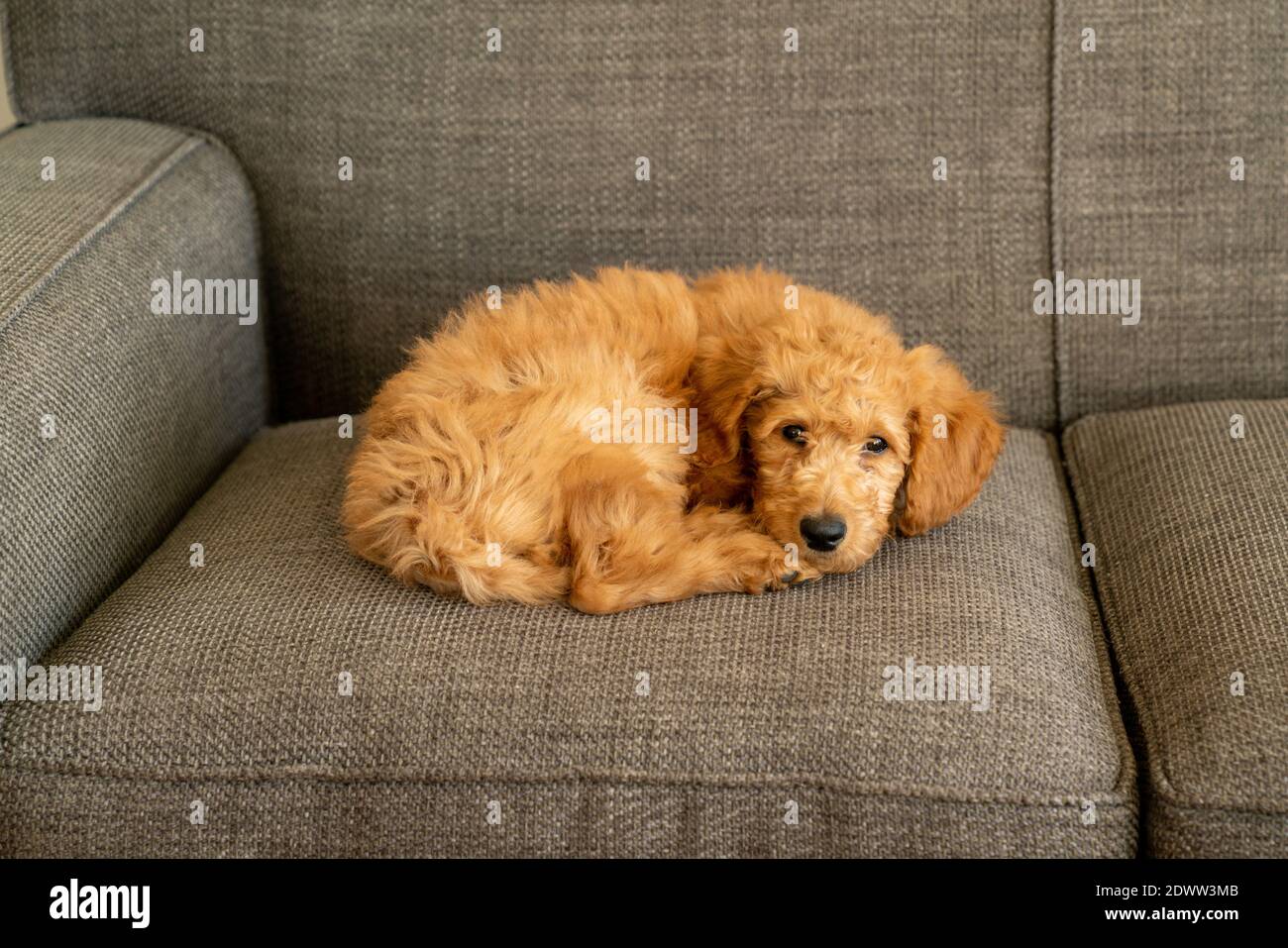 Chiot Golden-Doodle de 12 semaines sur un canapé gris Banque D'Images