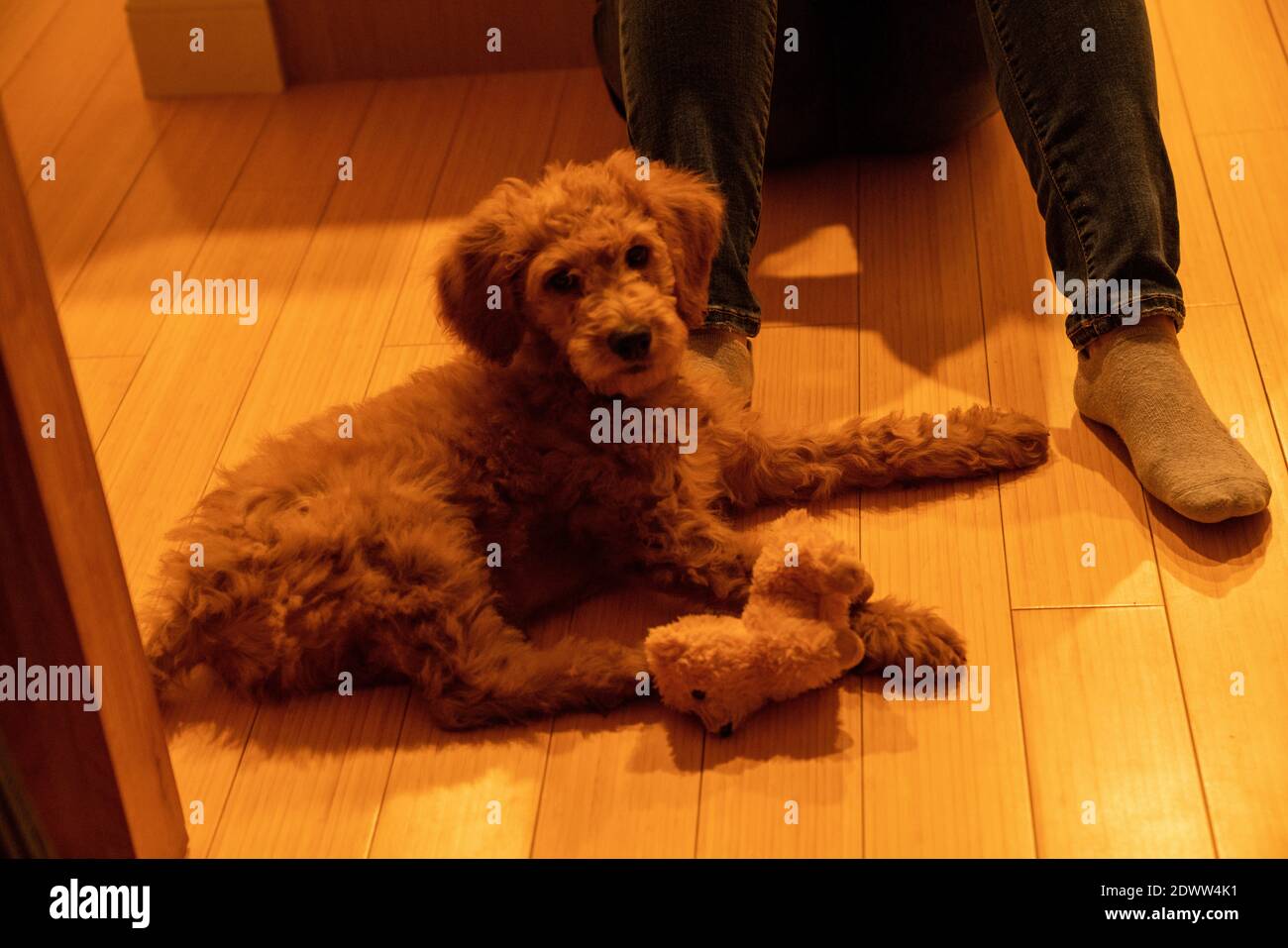 Chiot Golden-Doodle de 12 semaines Banque D'Images