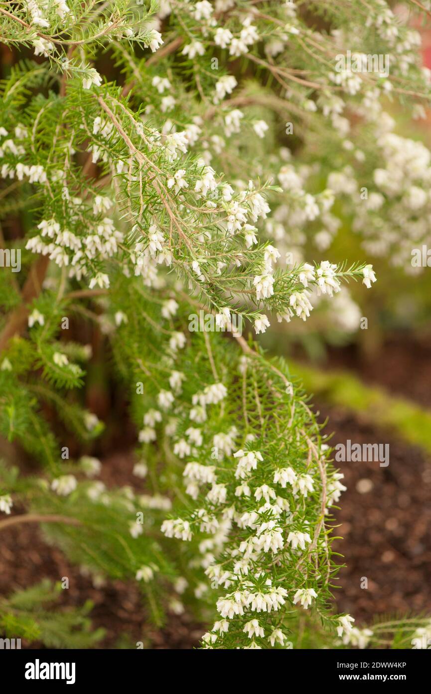 Erica caffra, Heath d'eau ou Heath doux et parfumé, en fleur Banque D'Images