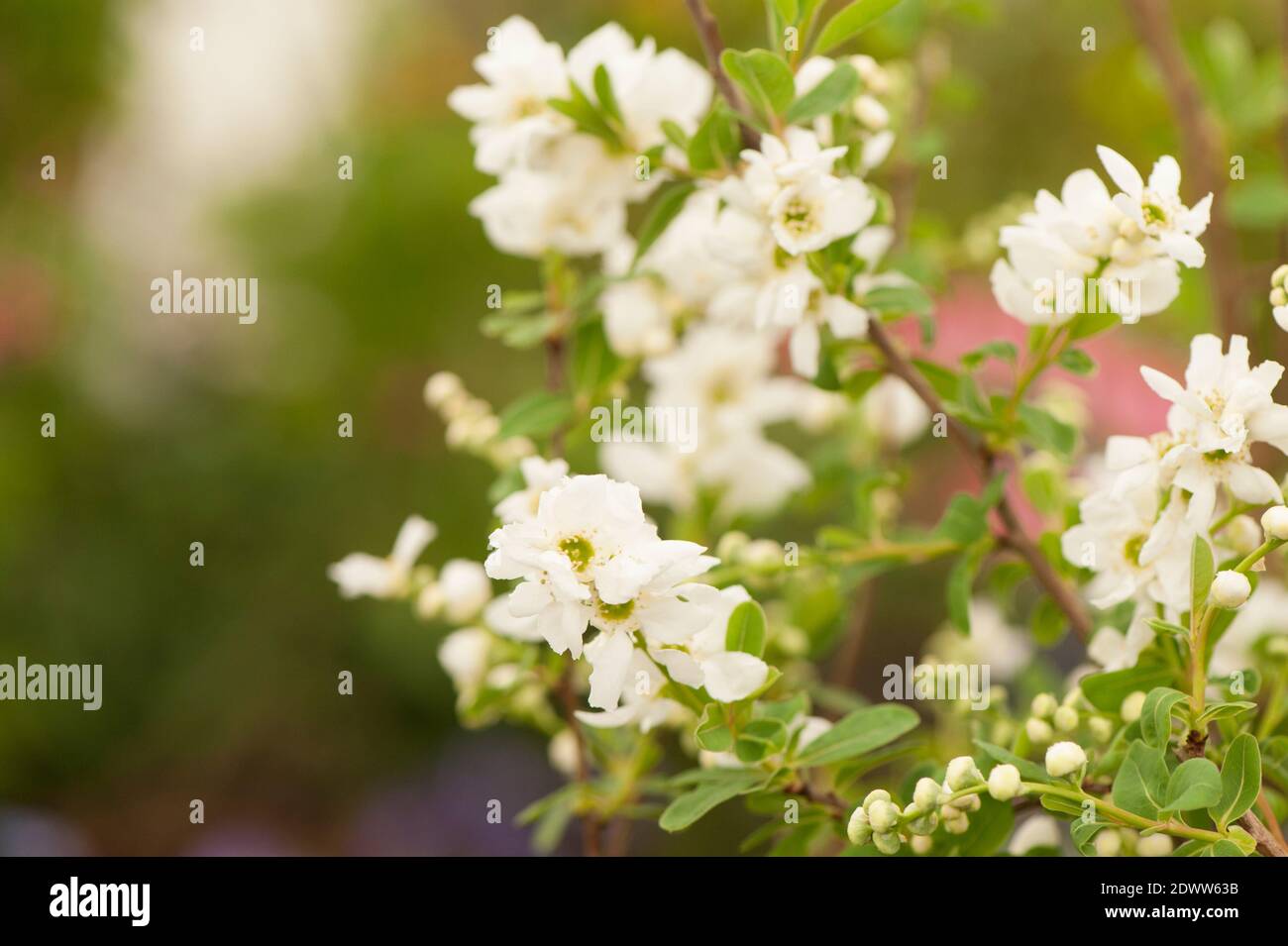 Exochorda × matrantha 'la Bande', Pearlbush 'la Bande', en fleur Banque D'Images