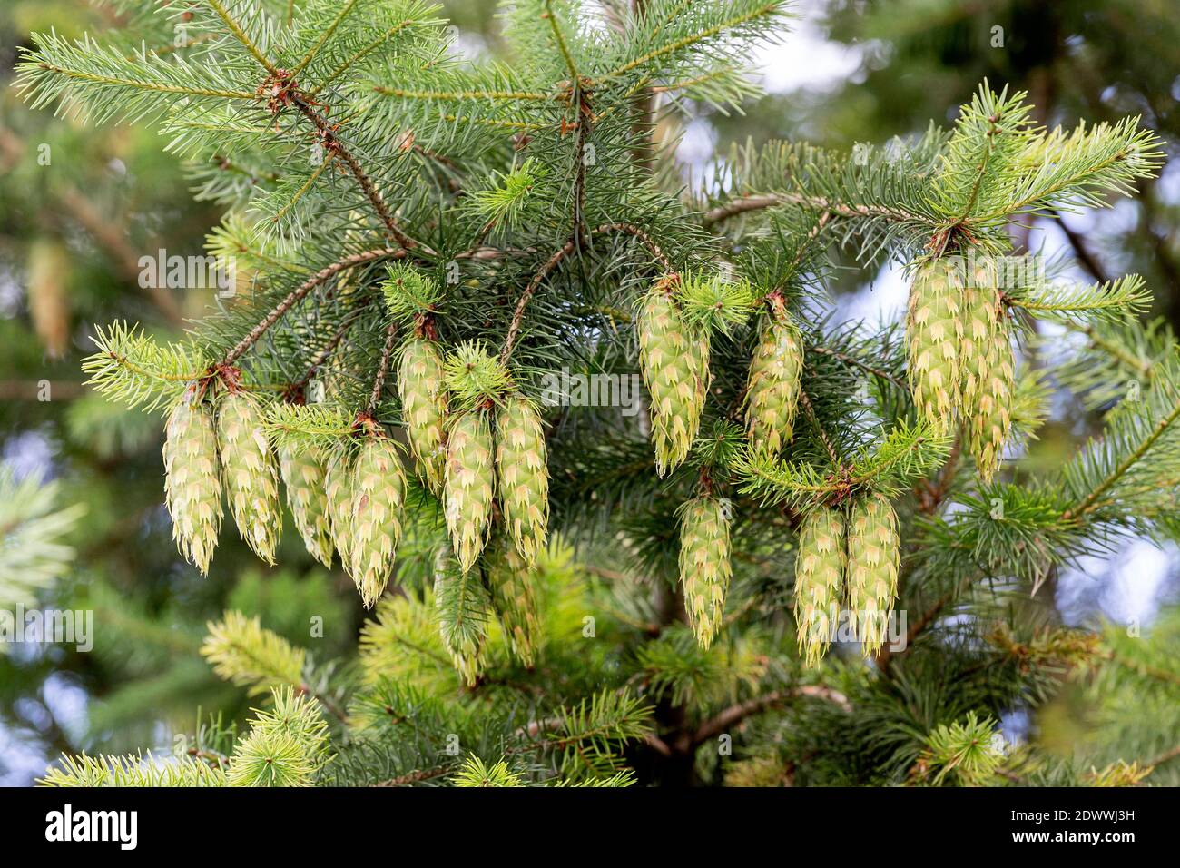 Tracheiden Nadelbaum