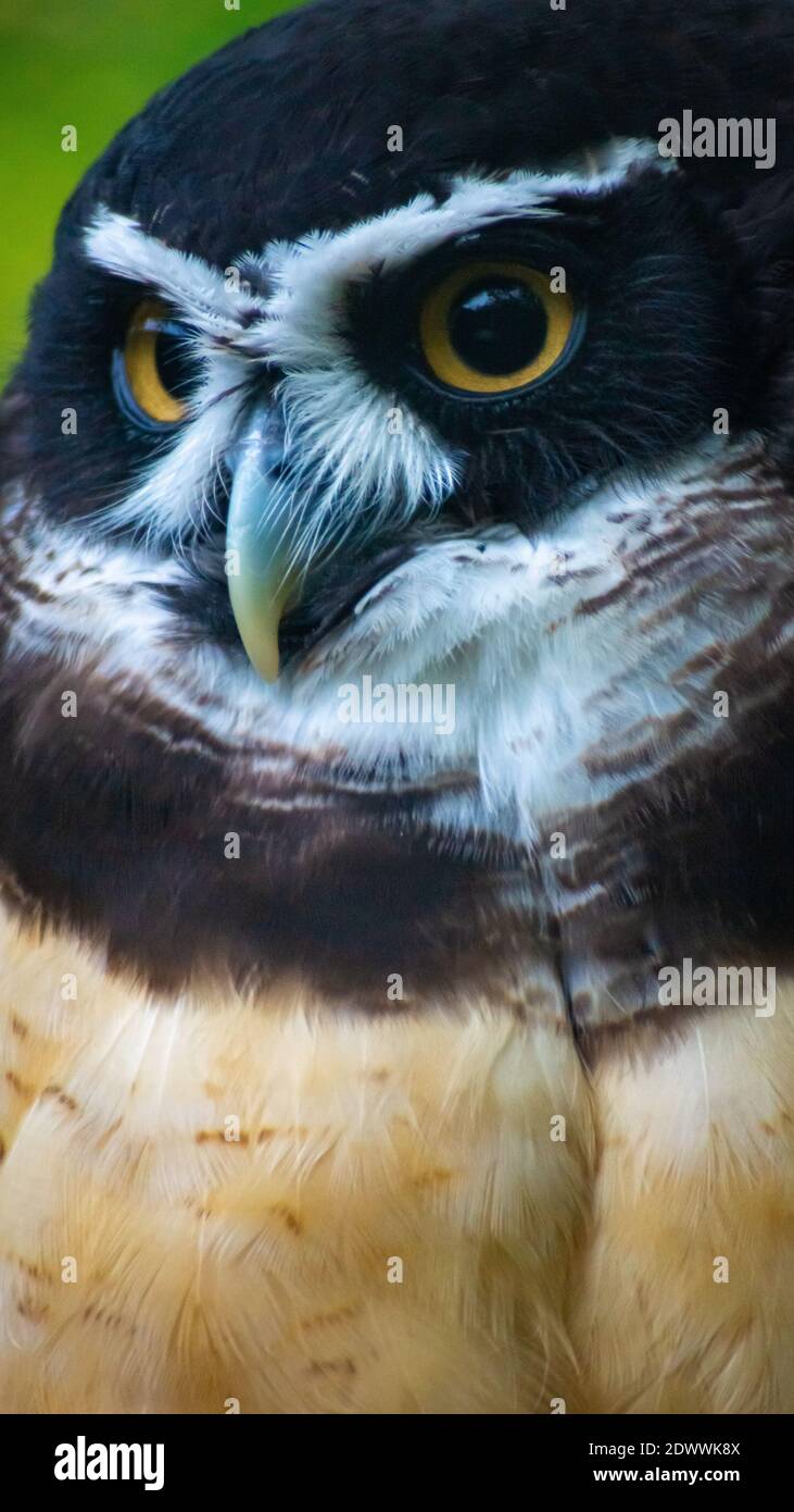 Owl à la recherche de nourriture Banque D'Images