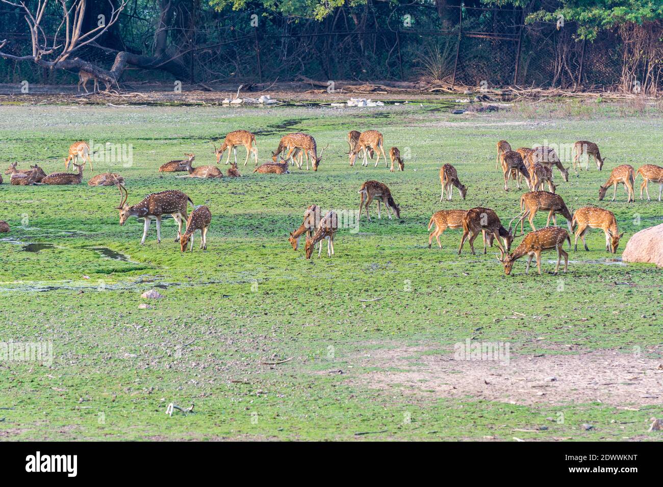 Un groupe de cerfs tachetés mangeant de l'herbe dans la prairie Sous le coucher du soleil dans le parc zoologique de Nehru en Inde Banque D'Images