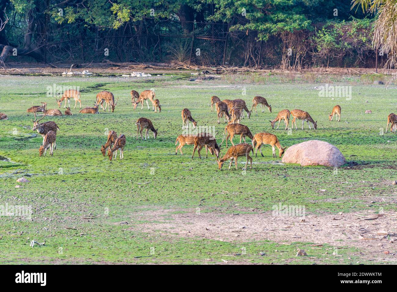 Un groupe de cerfs tachetés mangeant de l'herbe dans la prairie Sous le coucher du soleil dans le parc zoologique de Nehru en Inde Banque D'Images