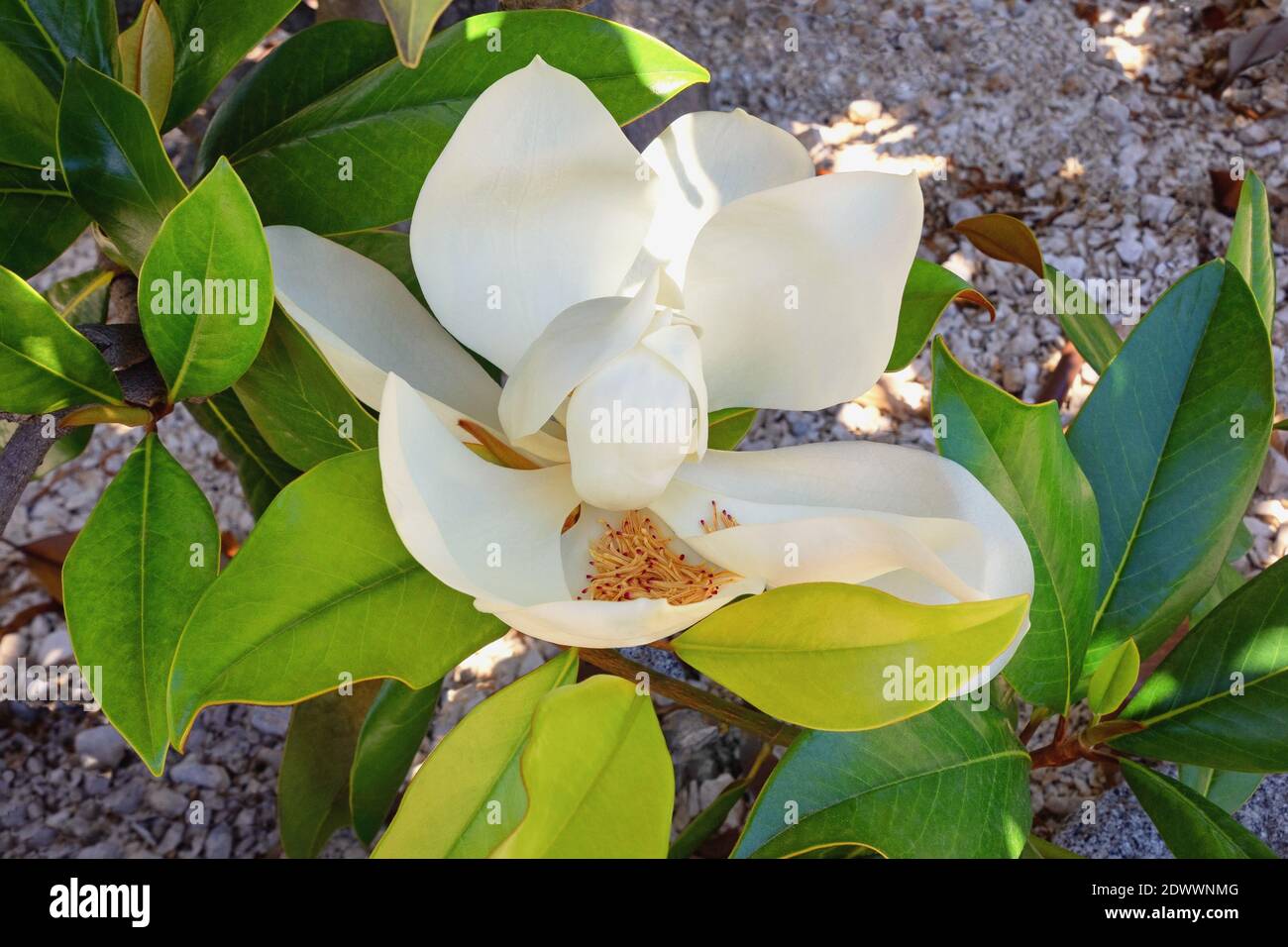Branche de magnolia (magnolia du sud, magnolia grandiflora) avec des  feuilles vertes et une belle fleur blanche le jour ensoleillé du printemps  Photo Stock - Alamy