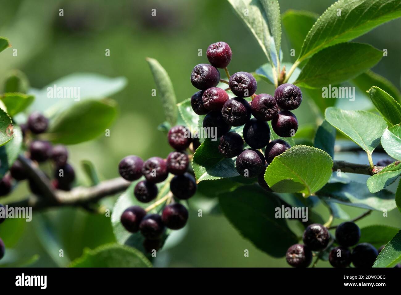 Baies Aronia Chokeberry Black Aronia melanocarpa baies 'Viking' en branche Banque D'Images