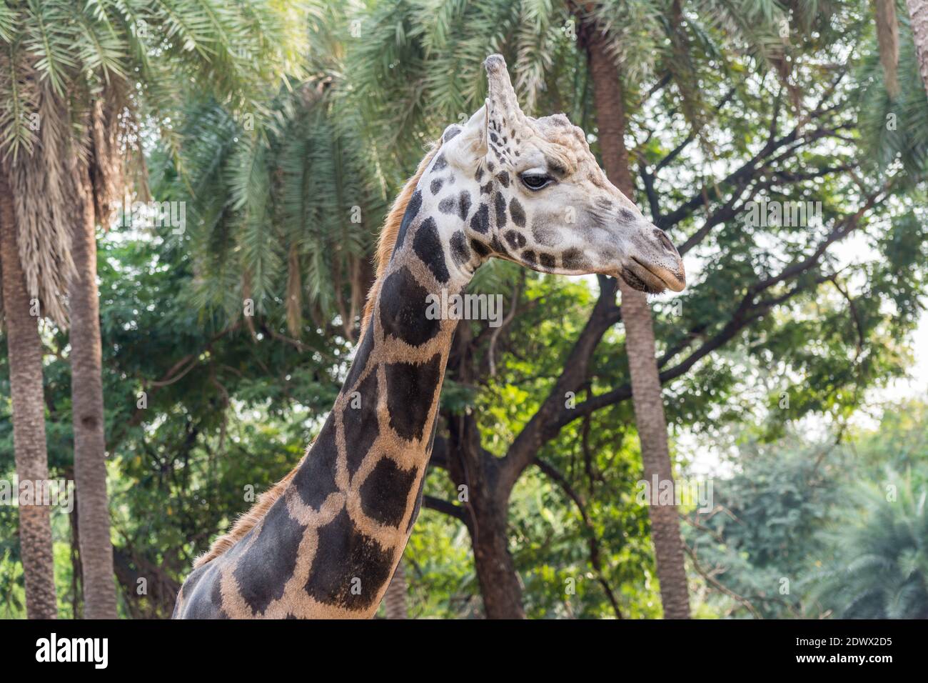 Une girafe africaine ( Giraffa camelopardalis), un mammifère ungulé africain à bout égal, le plus grand animal terrestre vivant et le plus grand ruminant Banque D'Images