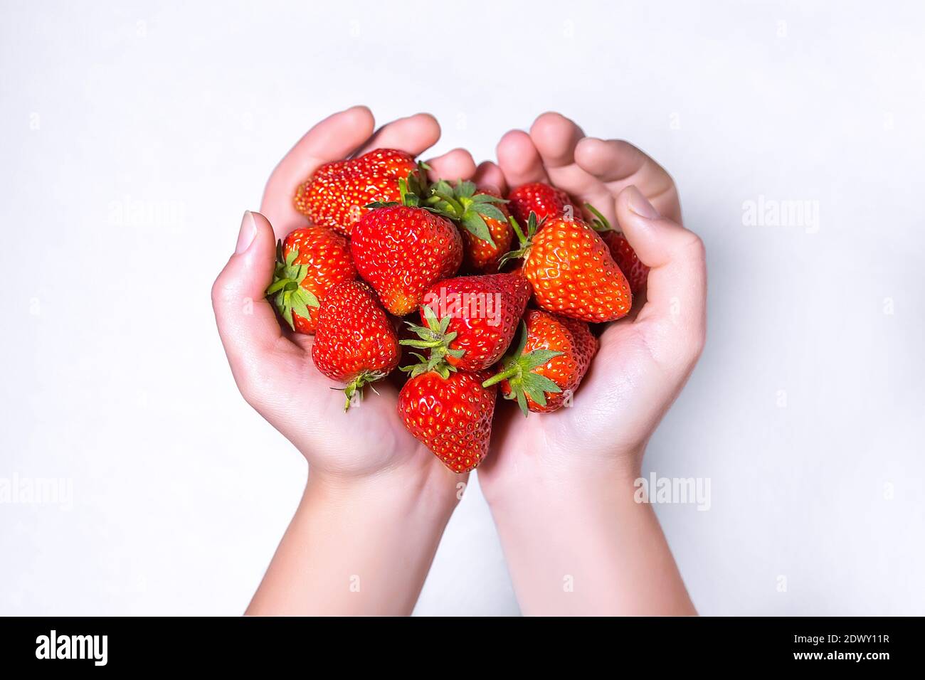 Une femme tient une poignée de fraises fraîches mûres. Gros plan sur les mains avec les fraises. Banque D'Images