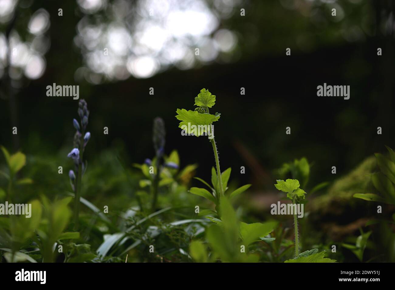Close-up de plante sur terrain Banque D'Images