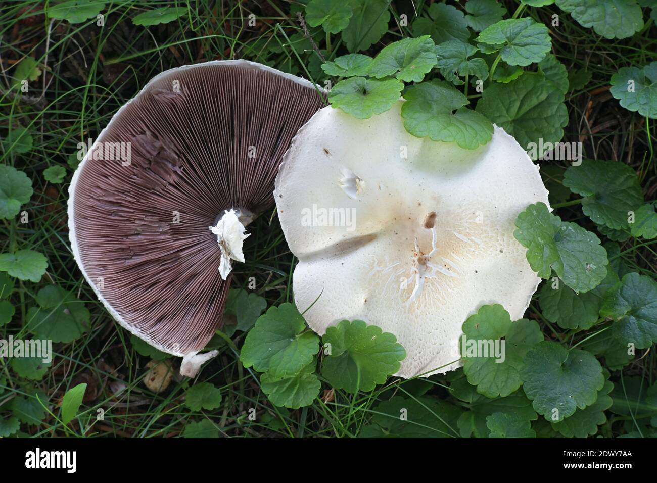 Agaricus silvicola, également appelé Agaricus sylvicola, communément appelé champignon du bois, champignon sauvage comestible de Finlande Banque D'Images