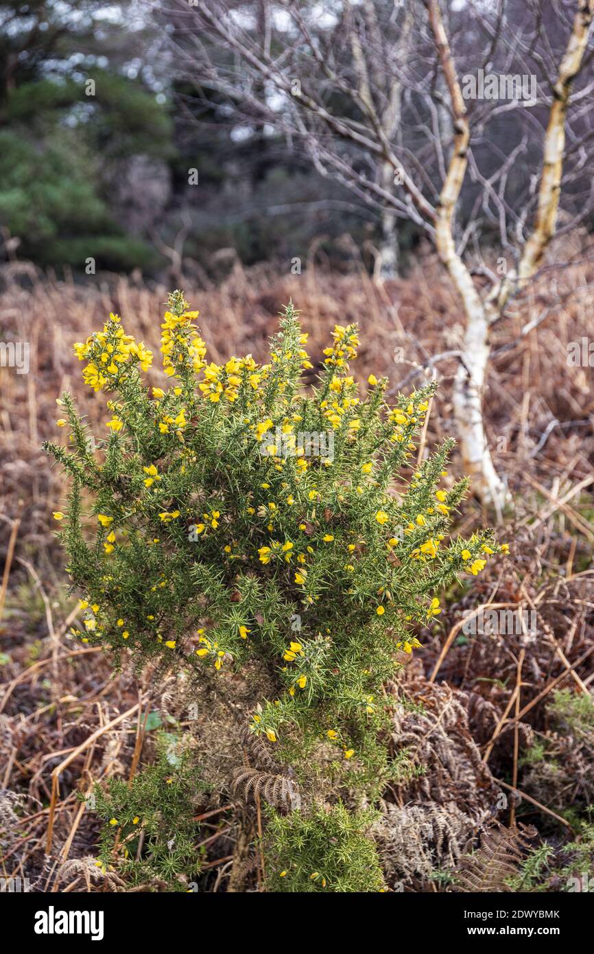 Un buisson de gorge en pleine fleur en décembre dans le parc national d'Exmoor près de Webbers Post, Horner, Somerset Royaume-Uni Banque D'Images