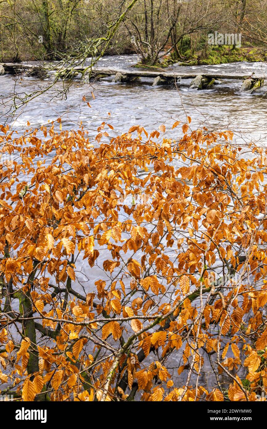 Feuillage d'automne d'un hêtre à côté du pont préhistorique de clapper traversant la rivière Barle à Tarr Steps, Parc national d'Exmoor, Somerset Banque D'Images