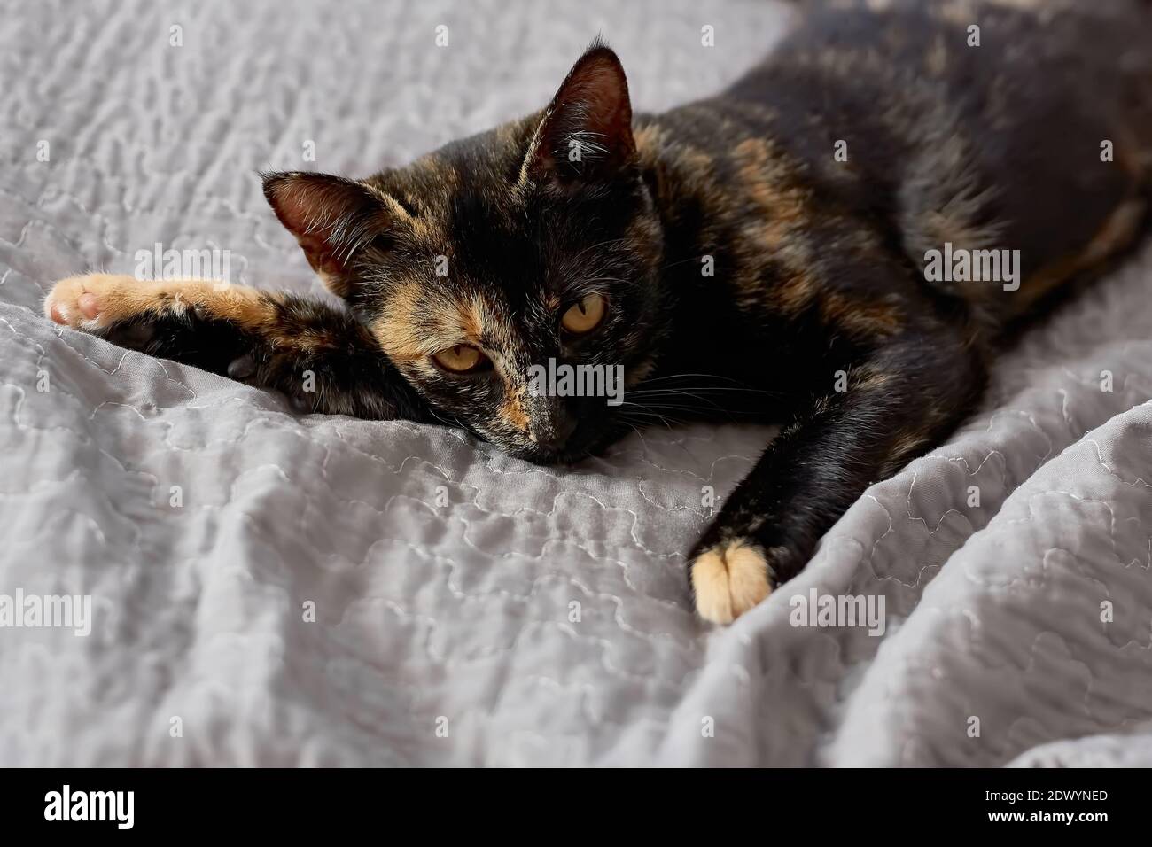 Ugly Carpet Banque De Photographies Et D Images A Haute Resolution Alamy