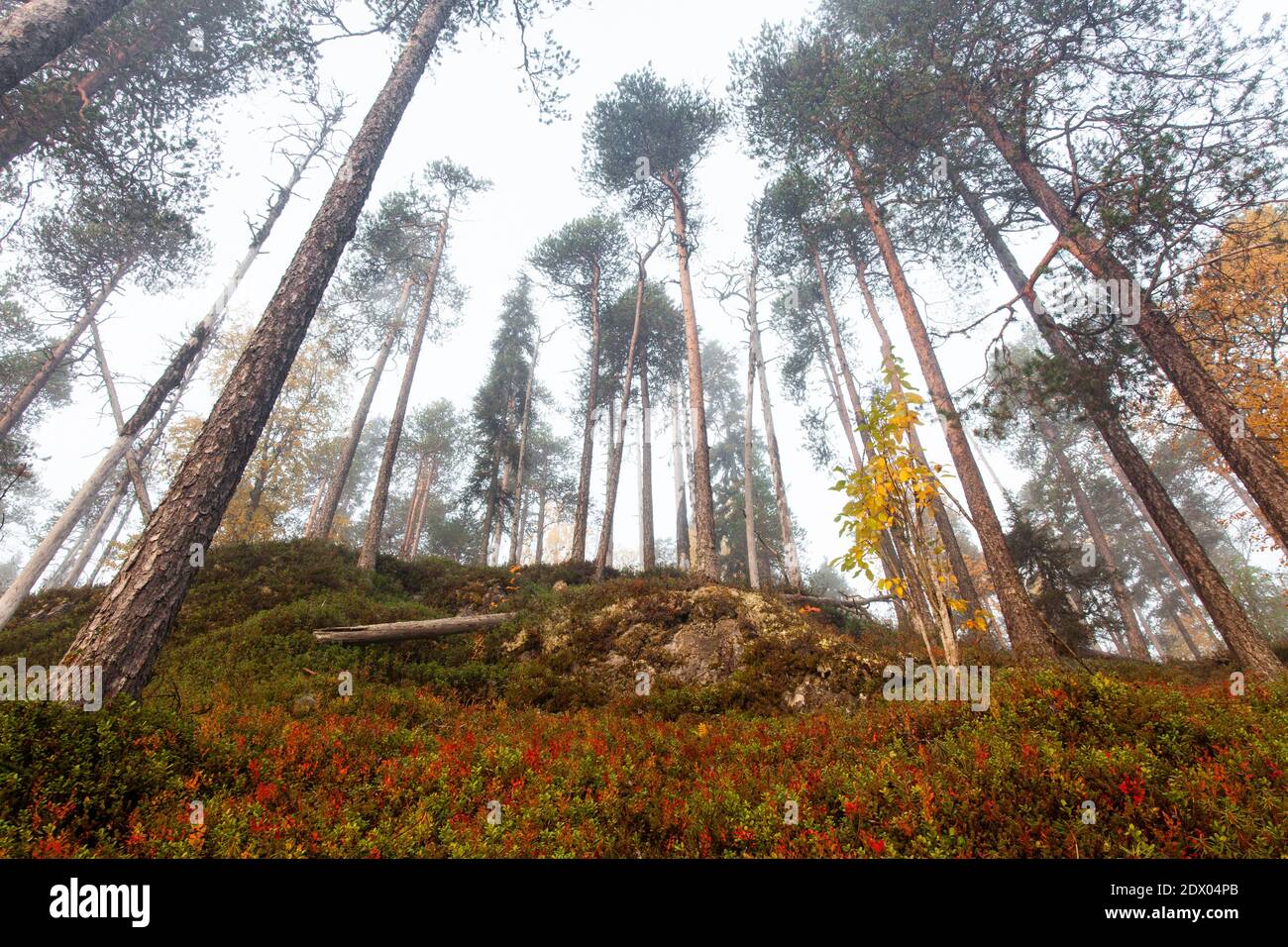 Forêt de taïga vierge et colorée dans le nord de la Finlande, dans le parc national d'Oulanka, au cours d'un lever de soleil brumeux dans le feuillage d'automne. Banque D'Images