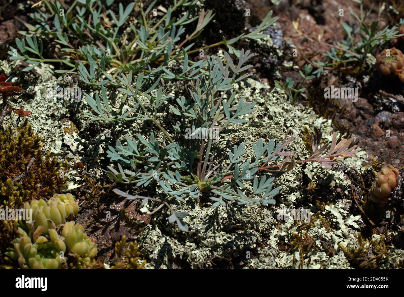 Seseri petraeum, Seseri floribundum. Montagnes du Caucase, Karachay-Cherkessia, district de Karachayevsky, Teberda, Russie. Banque D'Images