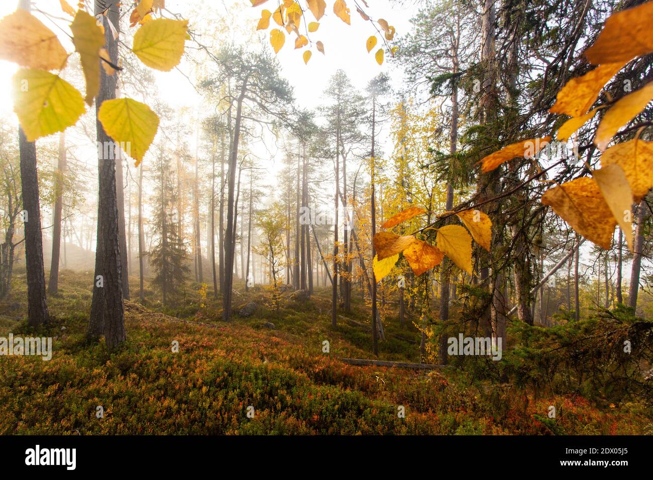 Forêt de taïga vierge et colorée dans le nord de la Finlande, dans le parc national d'Oulanka, au cours d'un lever de soleil brumeux dans le feuillage d'automne. Banque D'Images