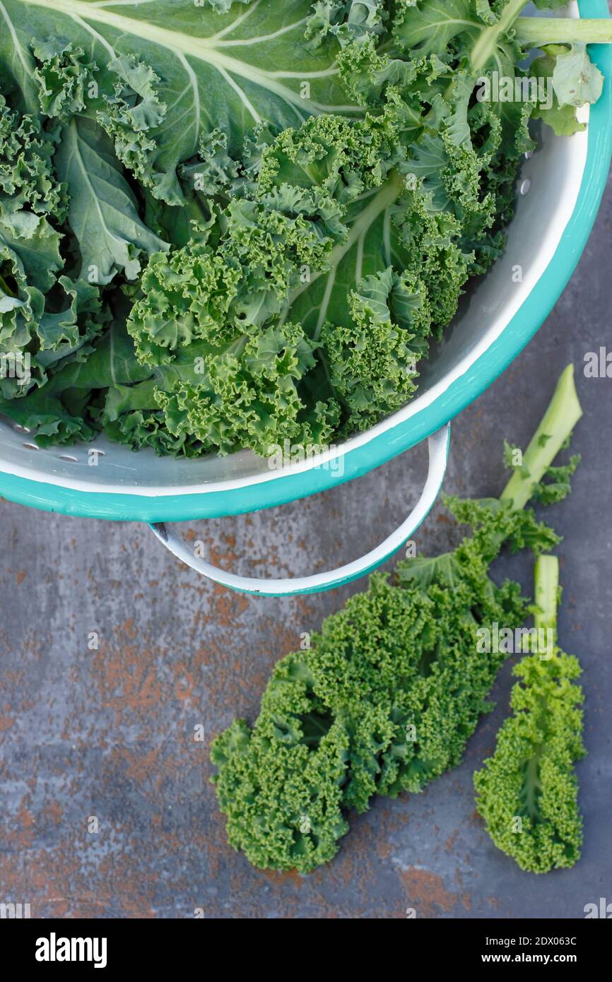 Kale. Frisé frisé. Brassica oleracea « Dwarf Green Curled ». Feuilles de chou frisé fraîchement récoltées dans une passoire. ROYAUME-UNI Banque D'Images