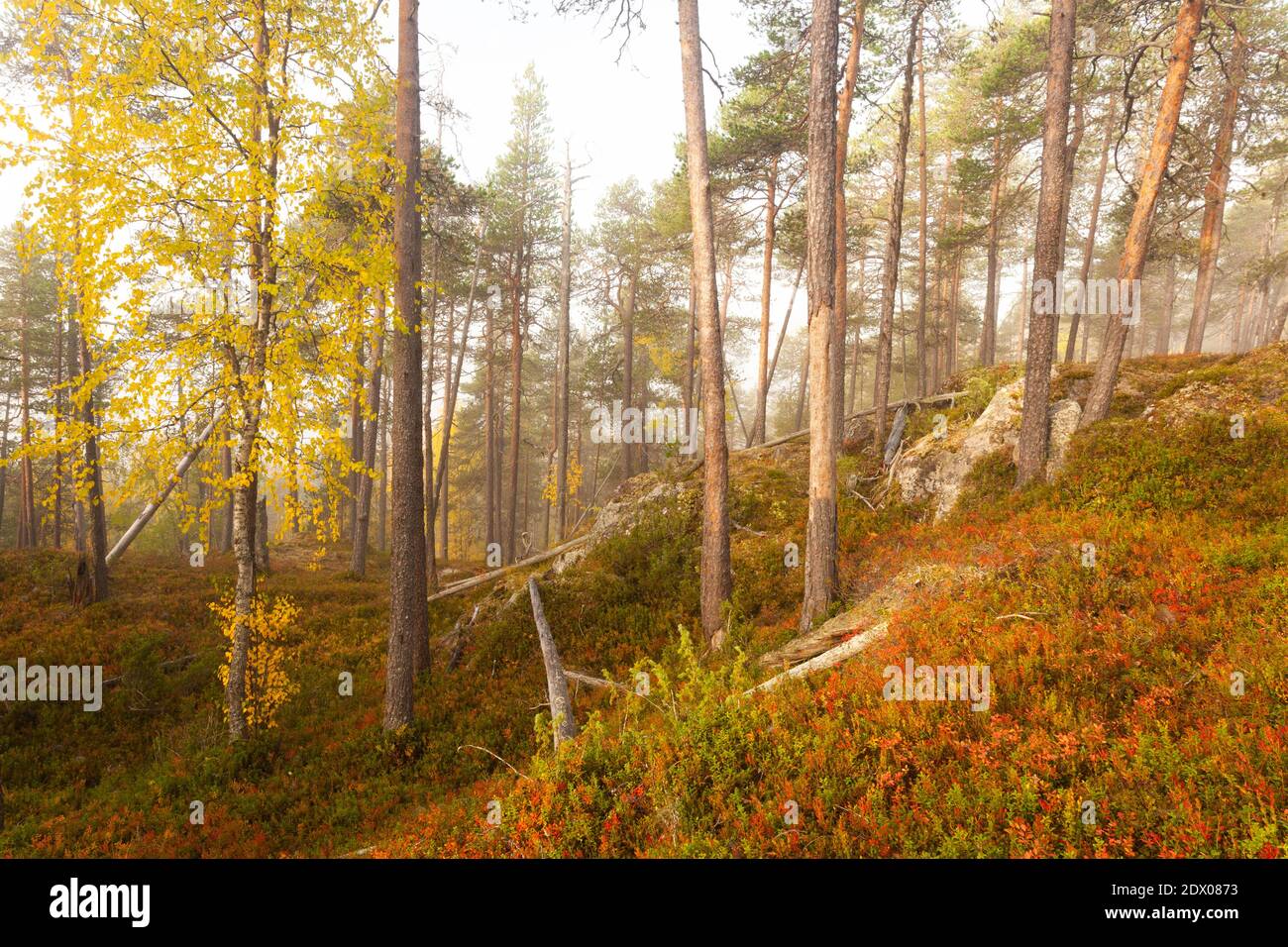 Forêt de taïga vierge et colorée dans le nord de la Finlande, dans le parc national d'Oulanka, au cours d'un lever de soleil brumeux dans le feuillage d'automne. Banque D'Images