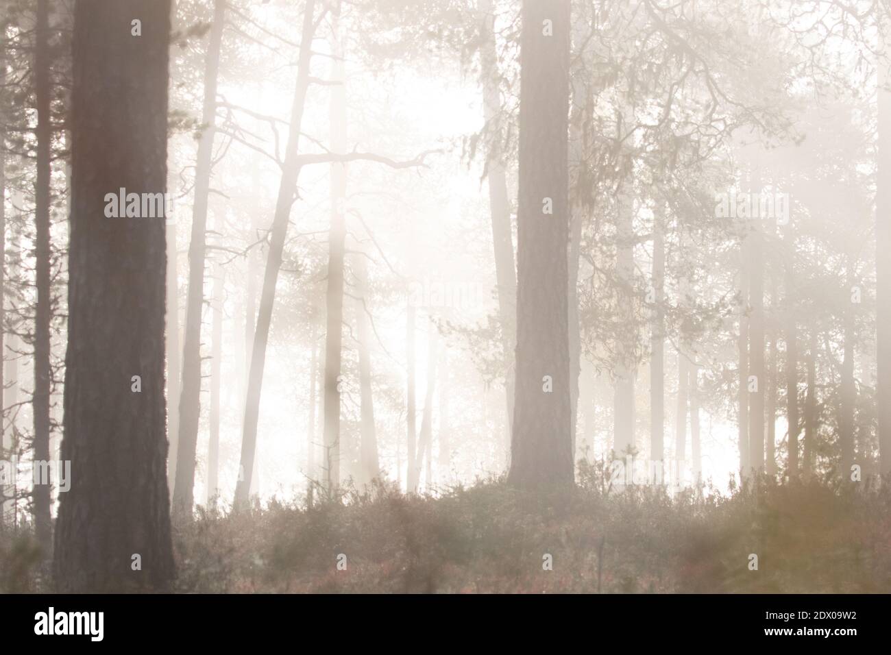Forêt vierge de taïga dans le nord de la Finlande, dans le parc national d'Oulanka, pendant une matinée mystique et brumeuse Banque D'Images
