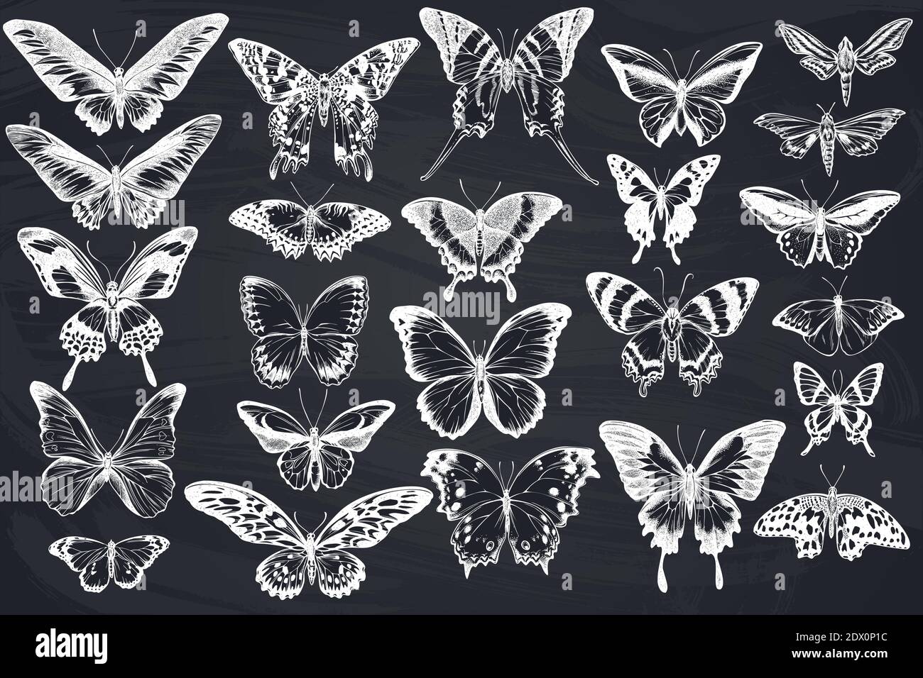 Ensemble vectoriel de craies dessinées à la main, grande pointe orange, queue d'émeraude, reines de jungle, tigre de plaine, rajah brooke s Birdwing, papillio torquatus Illustration de Vecteur