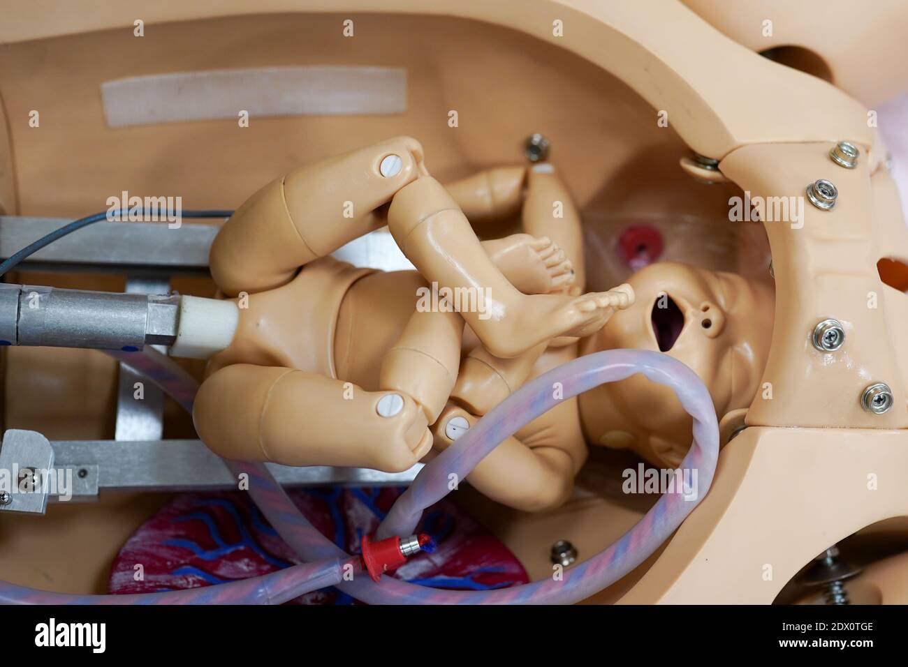 Poupée d'accouchement. Organes internes humains factice, mannequin  d'entraînement. Bébé dans le ventre. Concept de soins de santé. Anatomie  humaine Photo Stock - Alamy