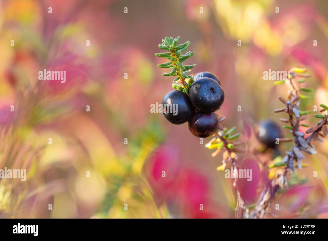 Gros plan de crowberries noires au milieu de feuilles d'automne colorées dans le nord de la Finlande. Banque D'Images