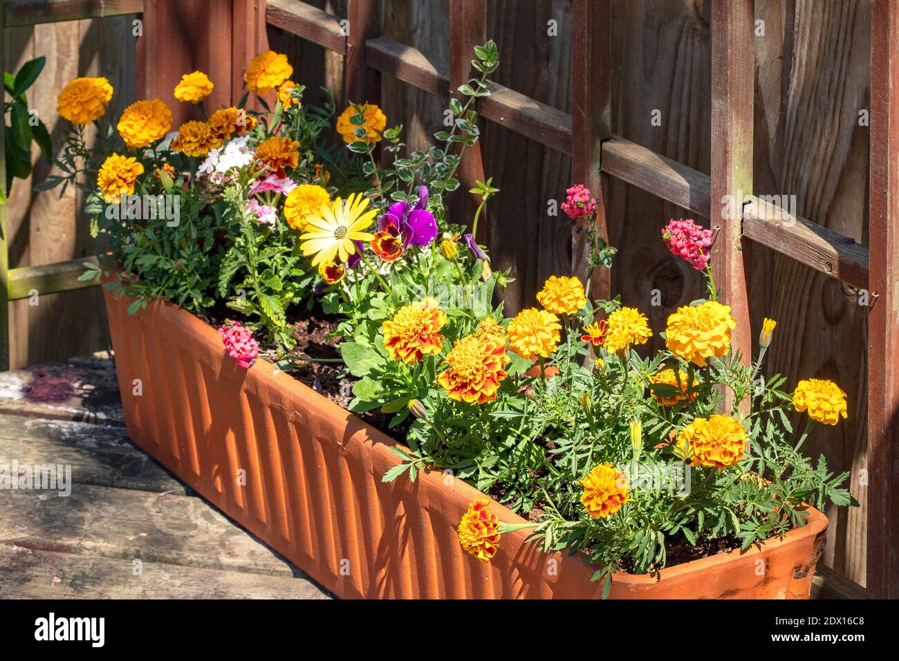 Un bac en terre cuite rempli de marigolds et de daises, et une touche de couleur vive au jardin. Banque D'Images