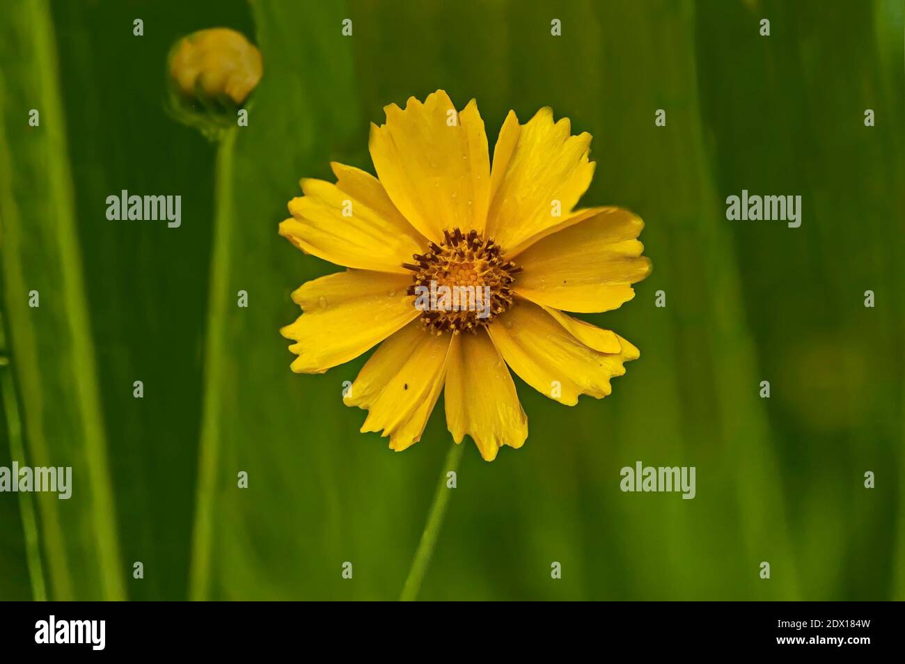 Fleurs jaune vif de Coreopsis lanceolata à feuilles de lance dans le milieu naturel, Sofia, Bulgarie Banque D'Images