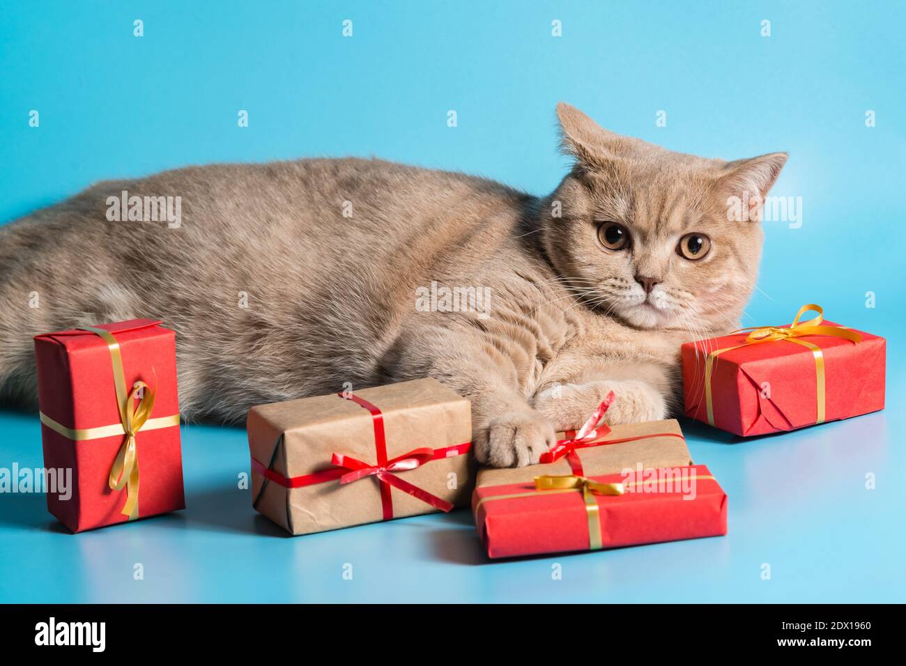 La couleur pêche Shorthair de race de chat sursurprise se trouve avec des cadeaux emballés dans du papier sur un fond bleu. Un aperçu de la caméra. Gros plan Banque D'Images