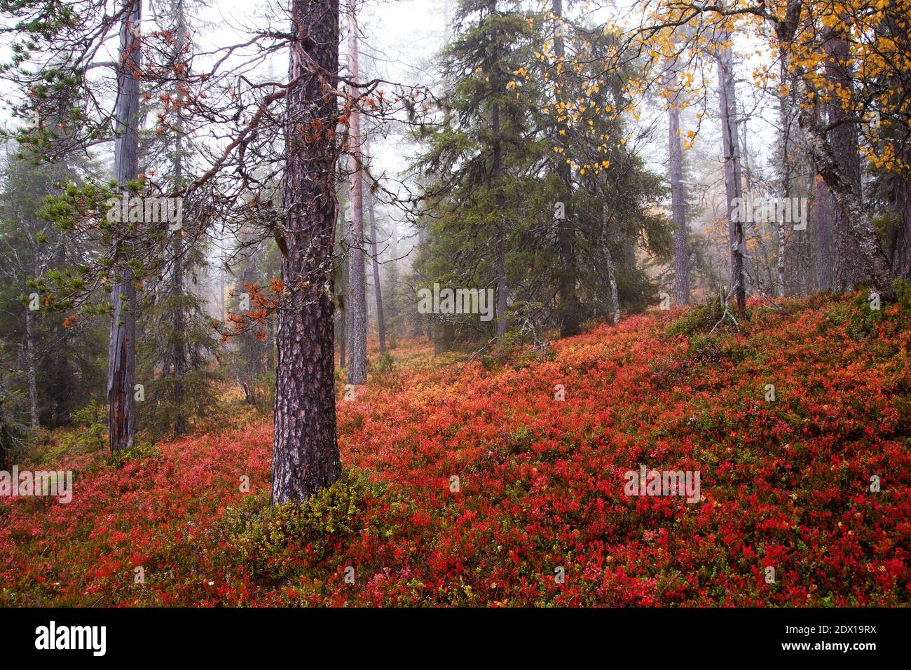 Une vieille forêt de taïga automnale avec un fond de forêt coloré pendant le feuillage d'automne dans le nord de la Finlande près de Salla. Banque D'Images