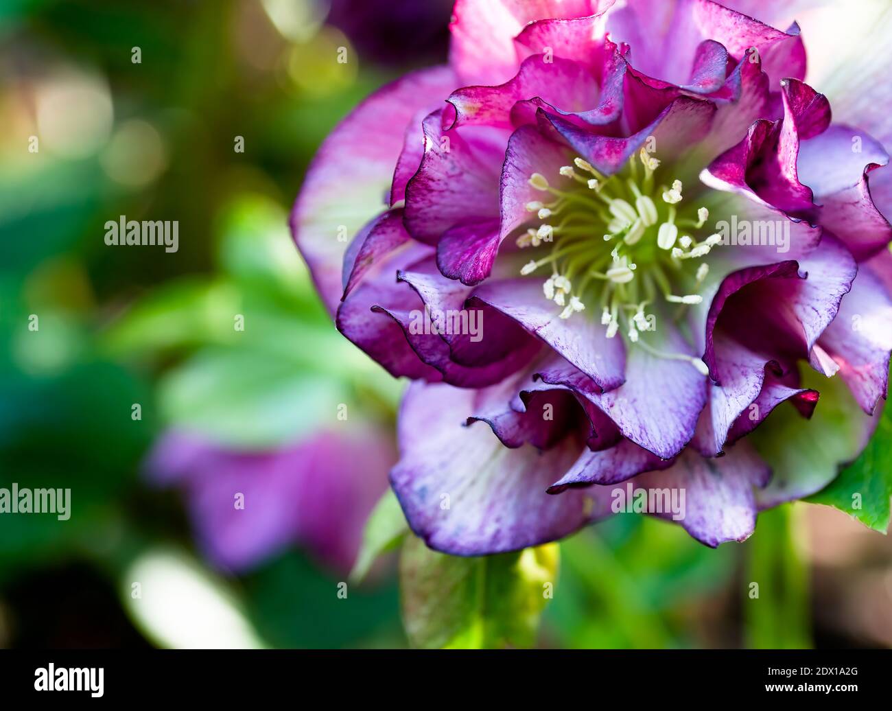 Double rose (HELLEBORUS HYBRIDUS) avec points de couleur fuchsia, fond vert et flou, espace de copie. Banque D'Images