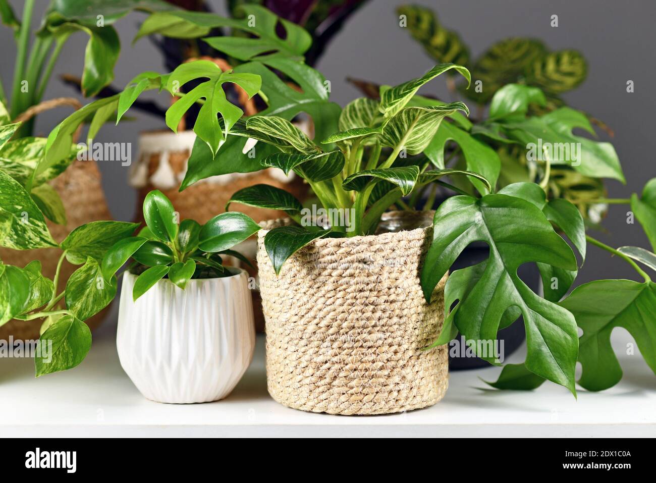 Diverses plantes d'intérieur comme Rhaphidophora ou Philodendron dans beau blanc pots de fleurs en céramique et en panier tissé Banque D'Images
