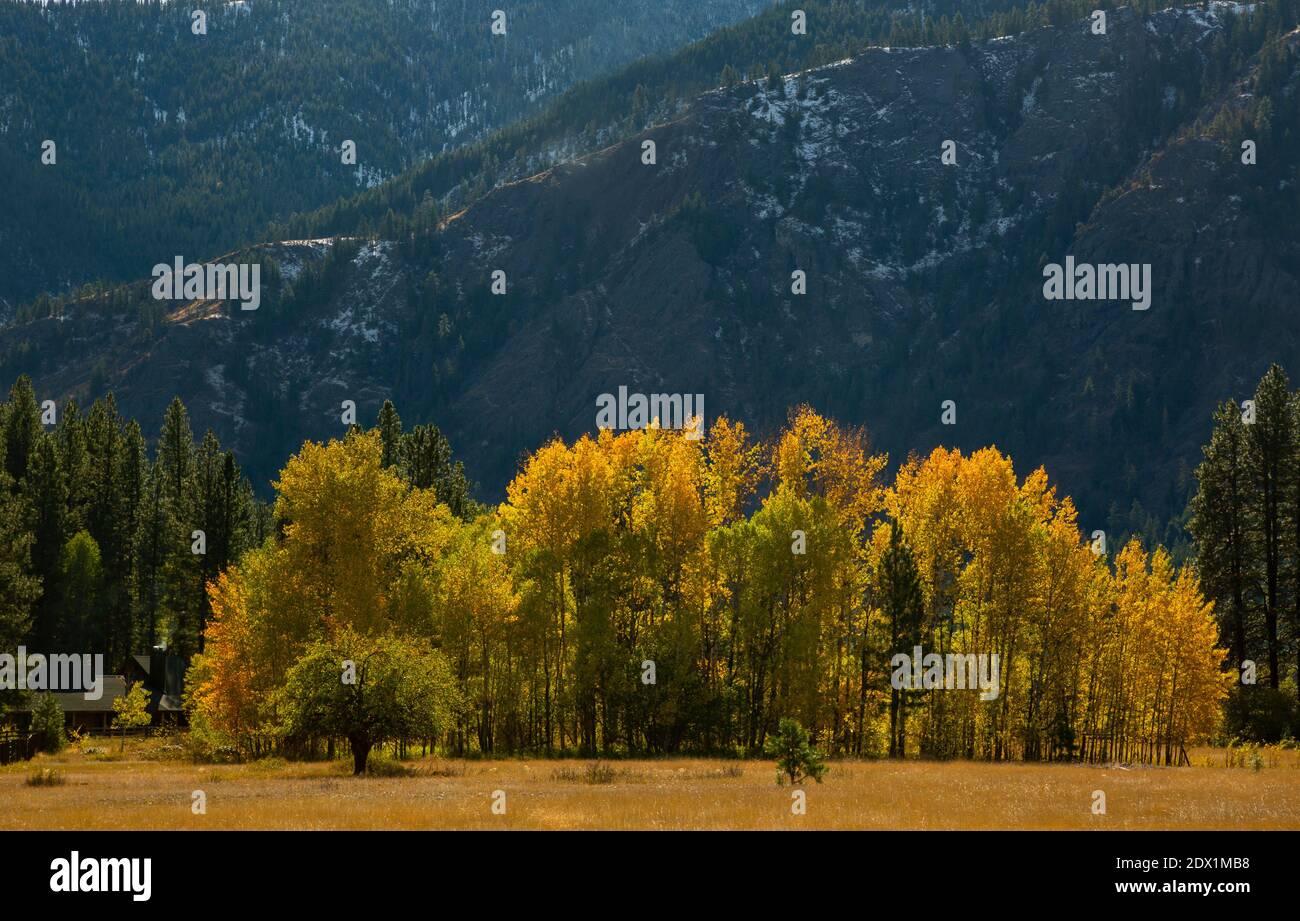 WA18784-00...WASHINGTON - couleur d'automne le long de l'autoroute 20 dans la vallée de Metow. Banque D'Images