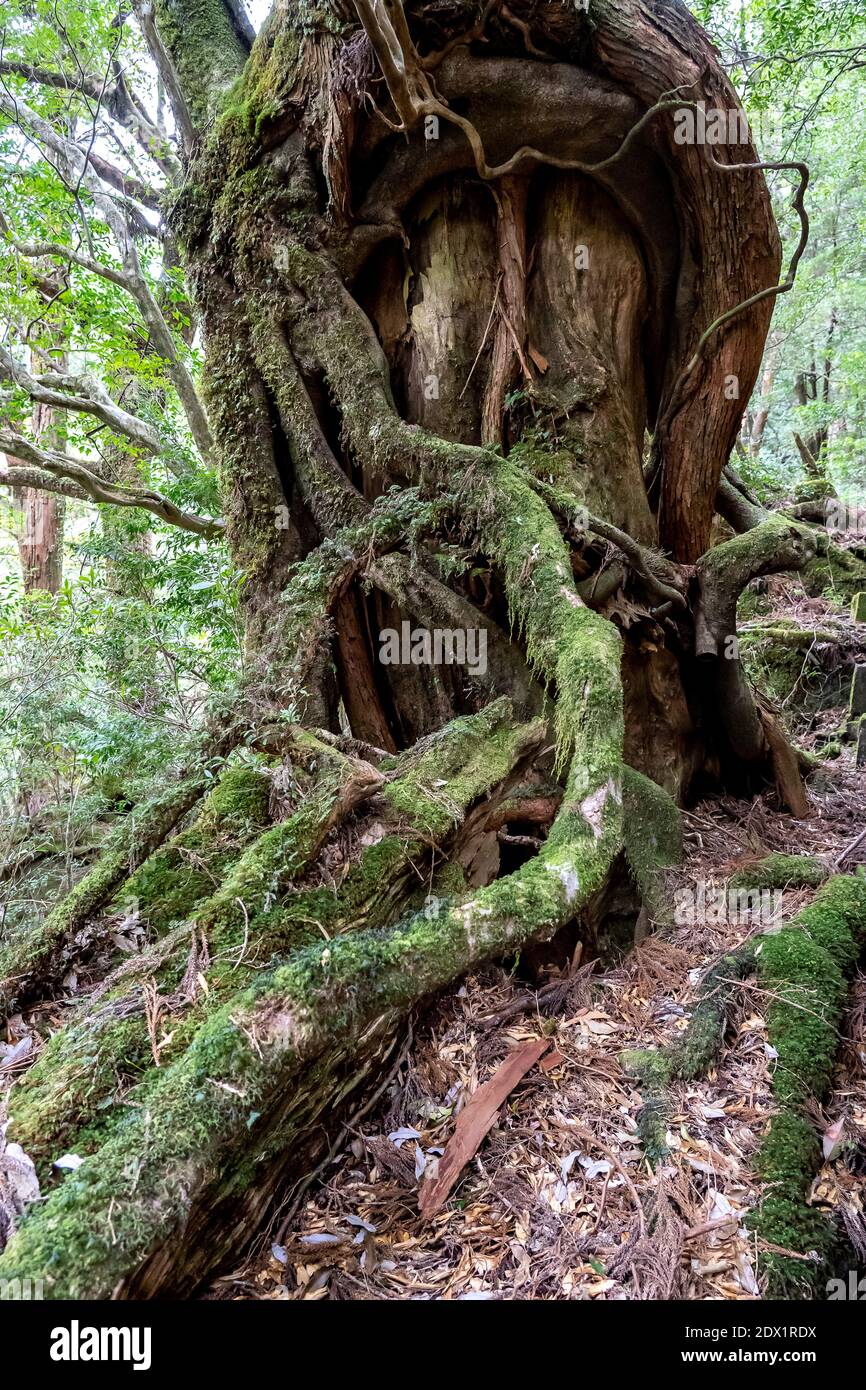 L'arbre est à la racine d'Unsuikyo Ravine au Japon. Shiratani Unsuikyo sur Yakushima est un parc naturel verdoyant à kagoshima au Japon. Banque D'Images