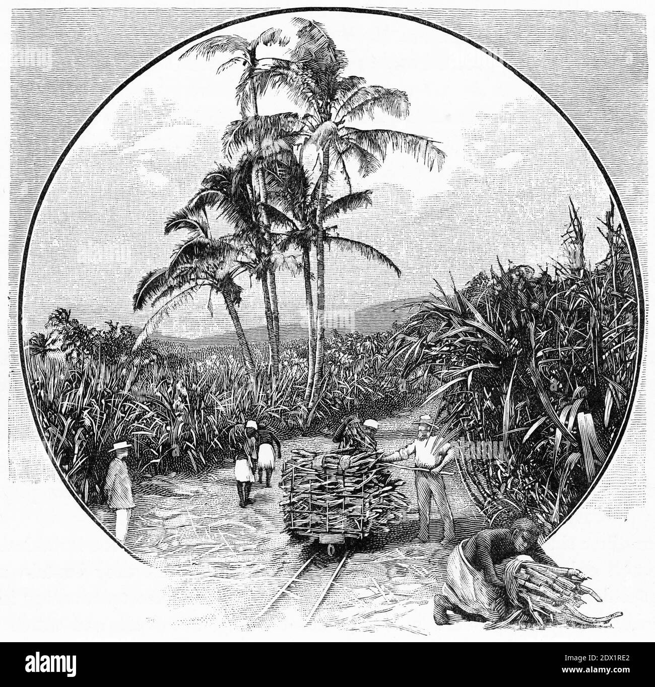 Gravure d'une plantation de canne à sucre aux Fidji, vers 1890 Banque D'Images