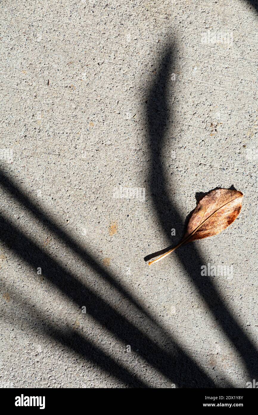 WA18814-00...WASHINGTON - feuilles et ombres sur une passerelle en ciment. Banque D'Images